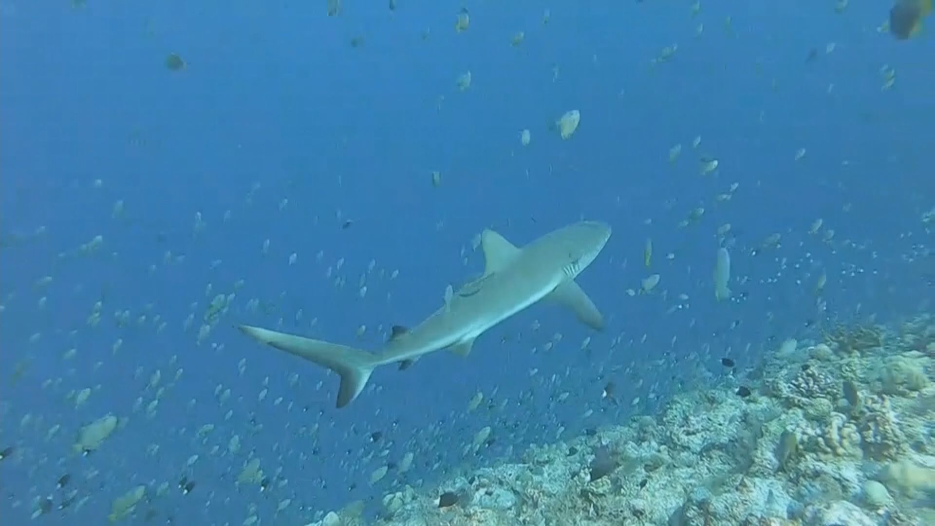 日本決定將核廢水排出海　學者指影響全球魚類遷徒及漁業安全