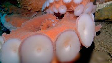 日本北海道出現巨型八爪魚