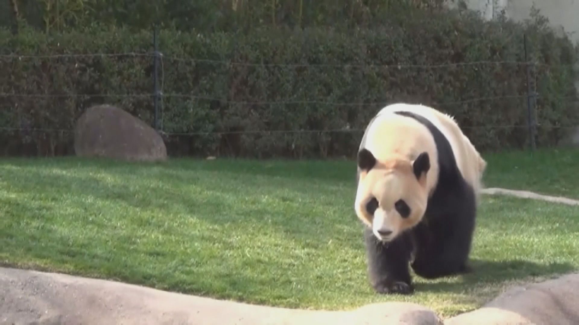 安倍下周訪華料向中方提出租借大熊貓