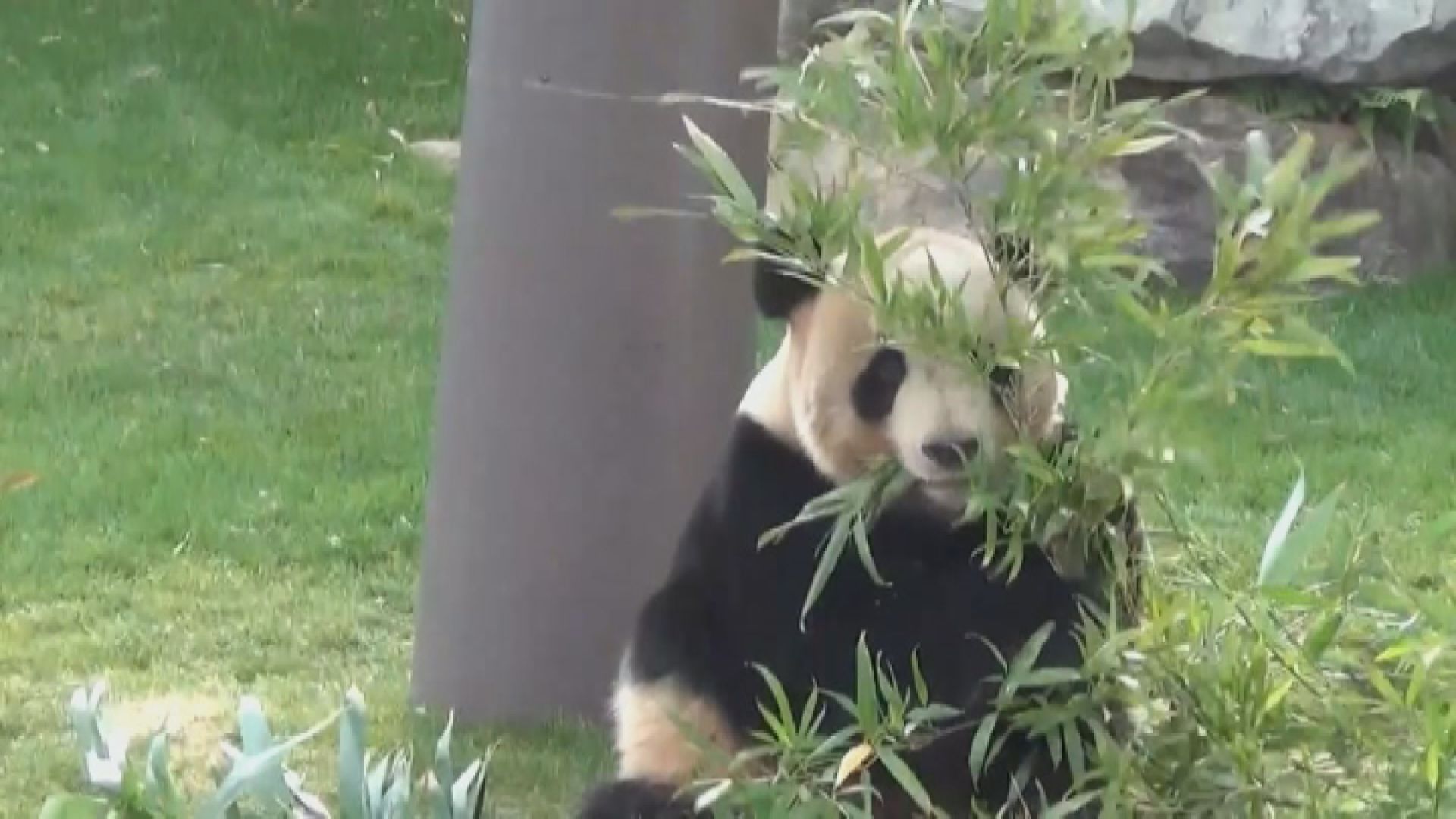 分析指若中方願借大熊貓將視為中日關係改善