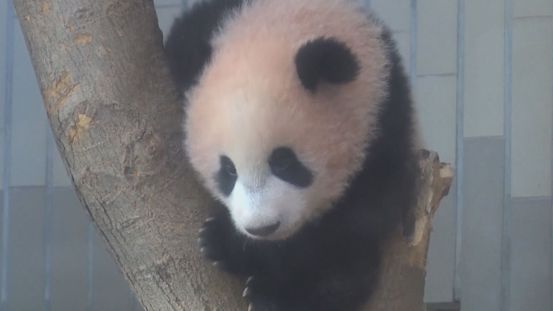 日本上野動物園大熊貓「真真」誕下雙胞胎