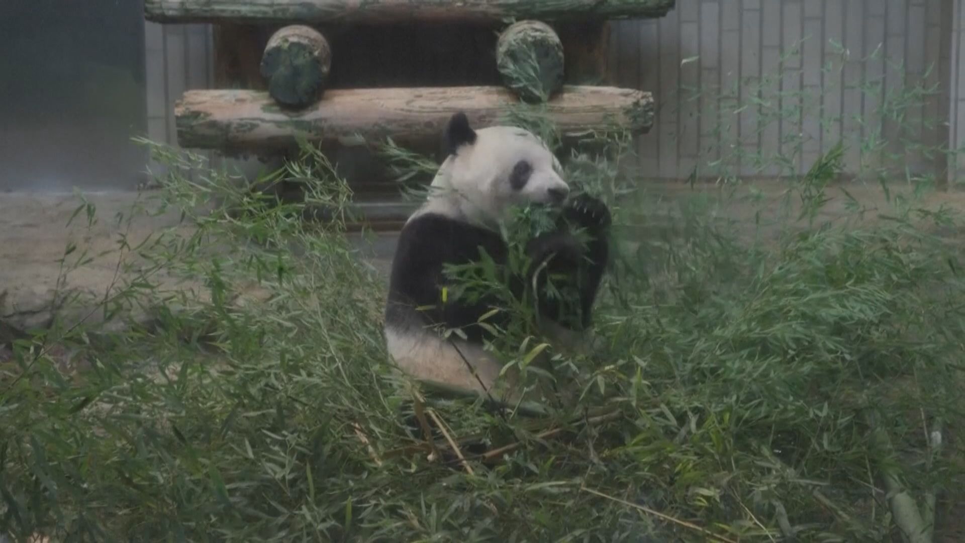 大熊貓香香返中國　日本粉絲夾道送別