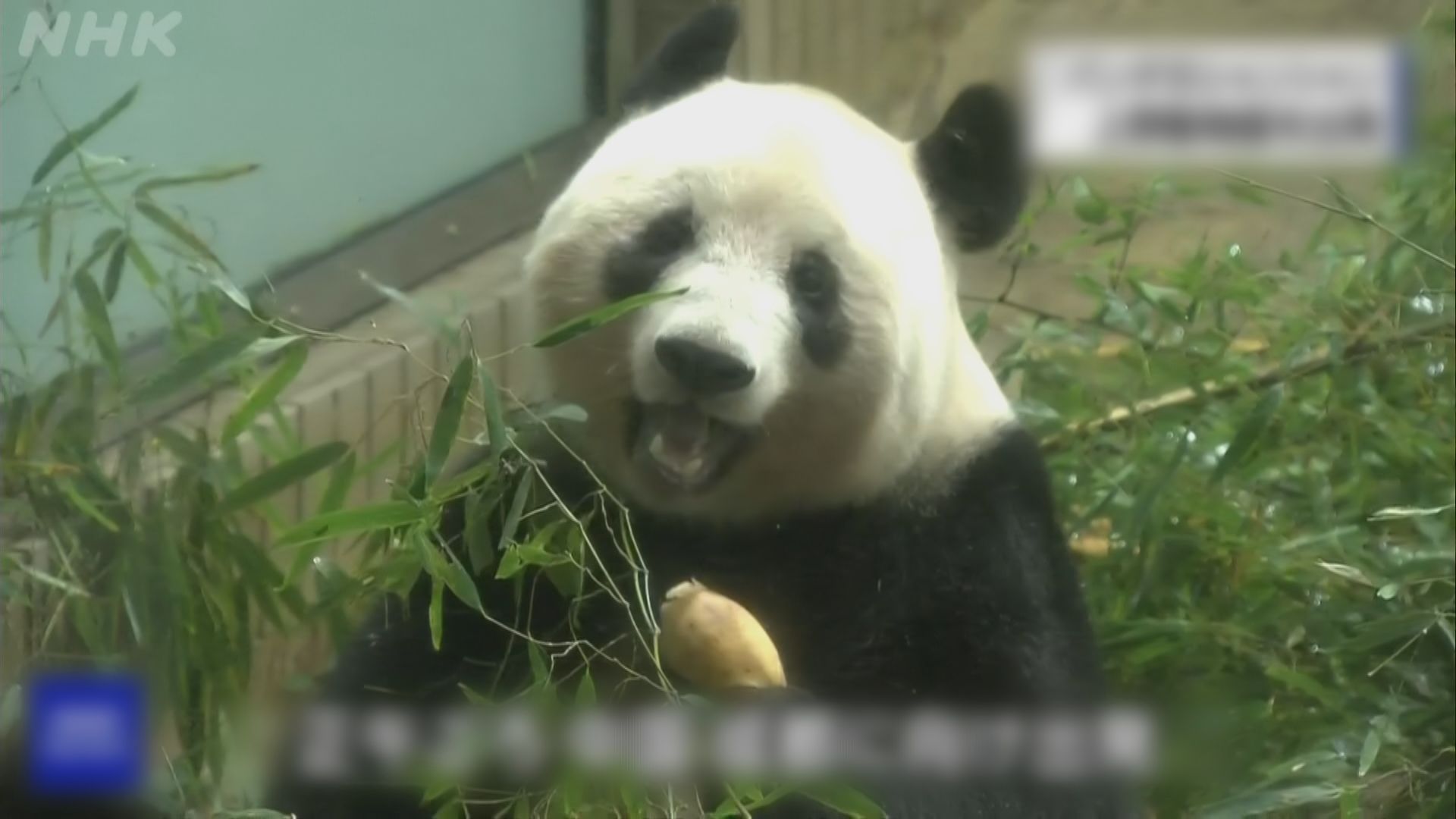 大熊貓香香由東京返抵成都 