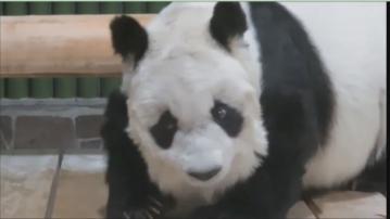 日本神戶動物園將大熊貓旦旦遺骸歸還至中國