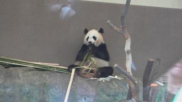 日本和歌山縣「冒險世界」四隻大熊貓明將返中國