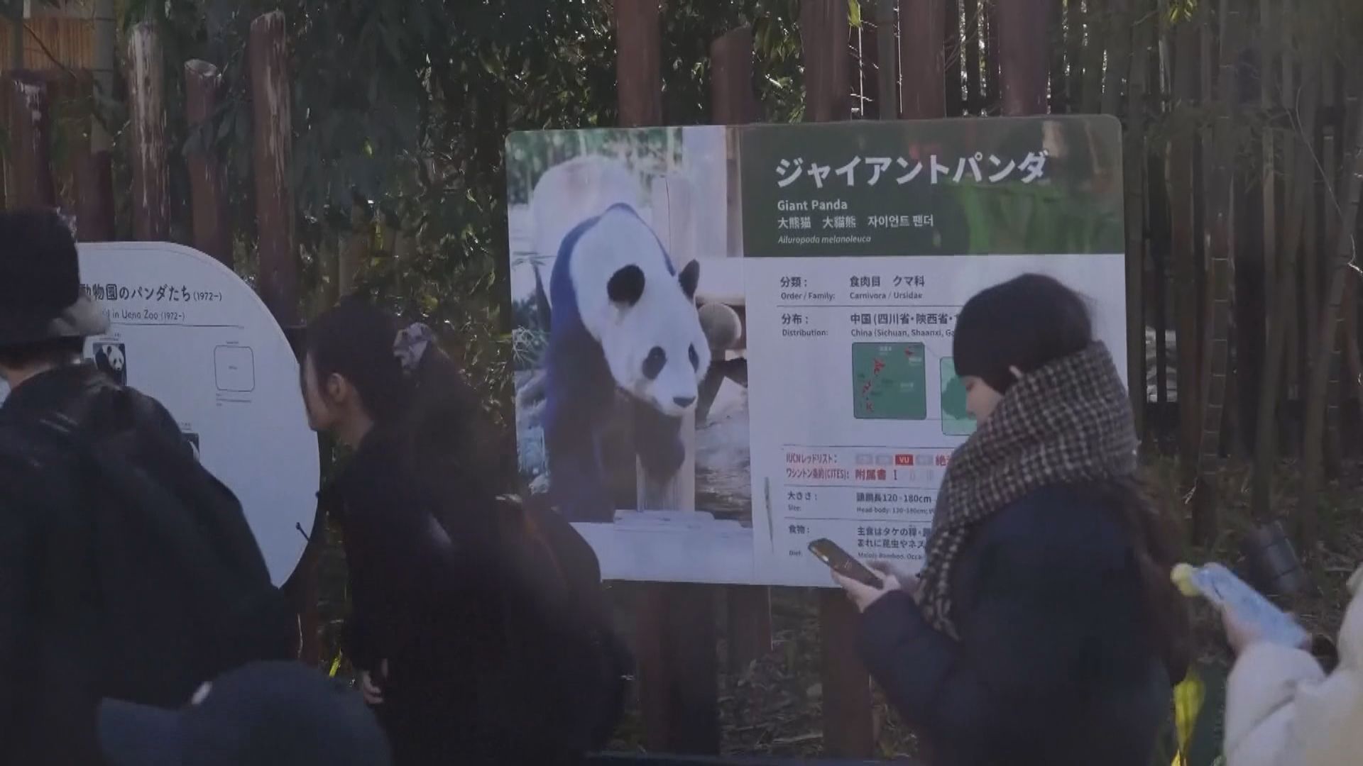 日本上野動物園大熊貓曉曉及蕾蕾將交還中國　最後一天開放參觀抽籤超額24.6倍