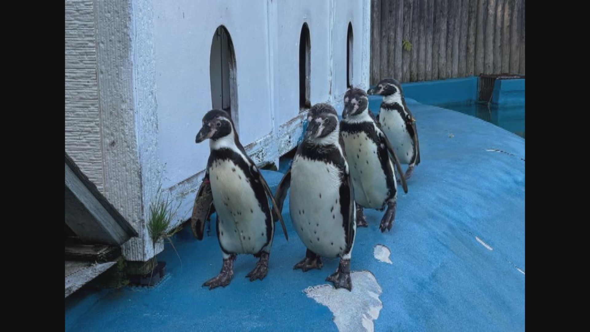 日本仙台動物園4隻企鵝先後死亡　證實感染鳥類瘧疾
