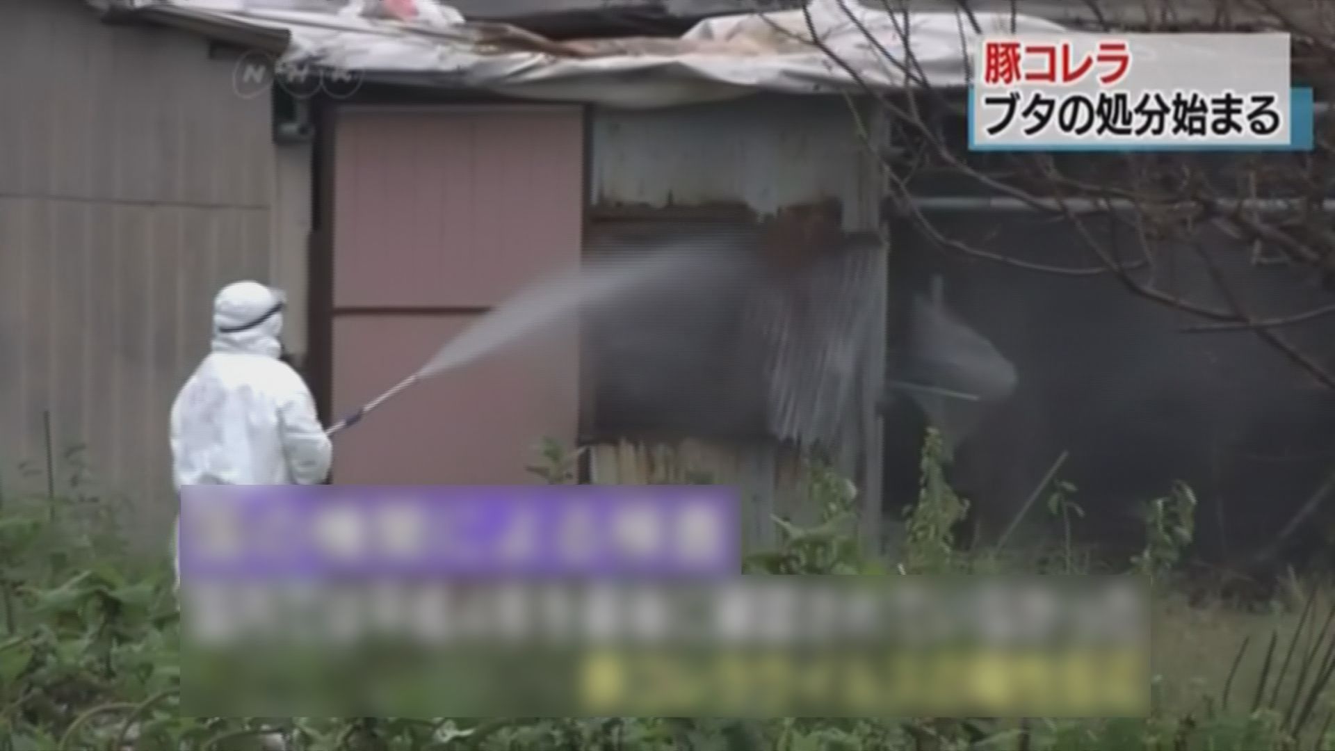 日本岐阜縣發現豬瘟疫情