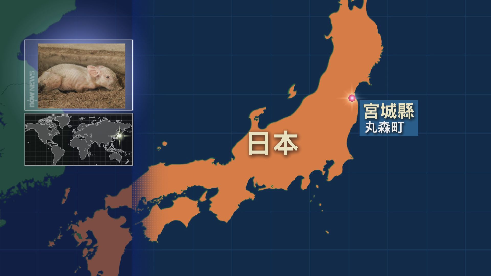 日本宮城縣出現豬瘟　當局將撲殺近8千隻豬