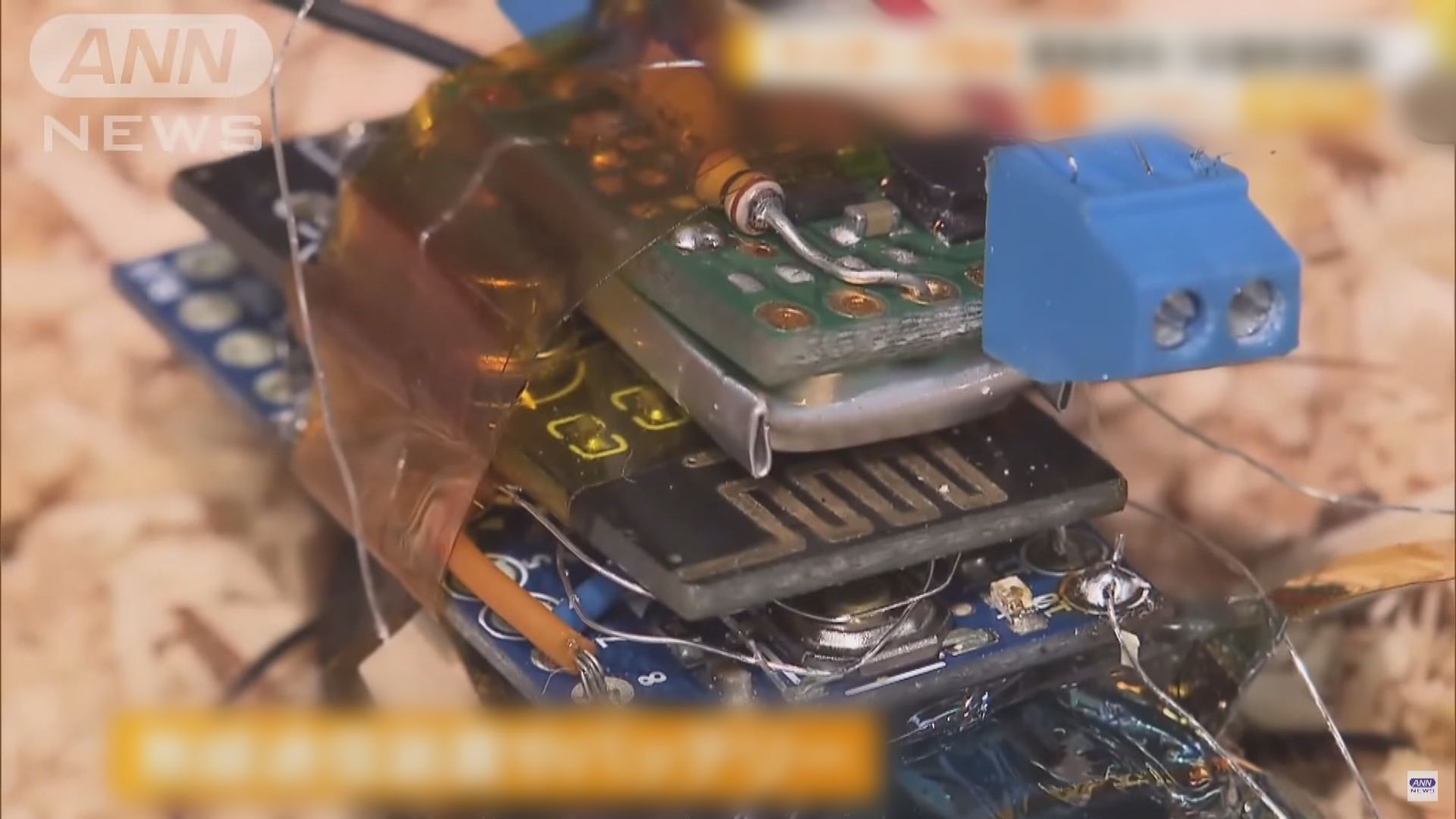 日本研發半機械蟑螂　將來或助搜尋地震被困者