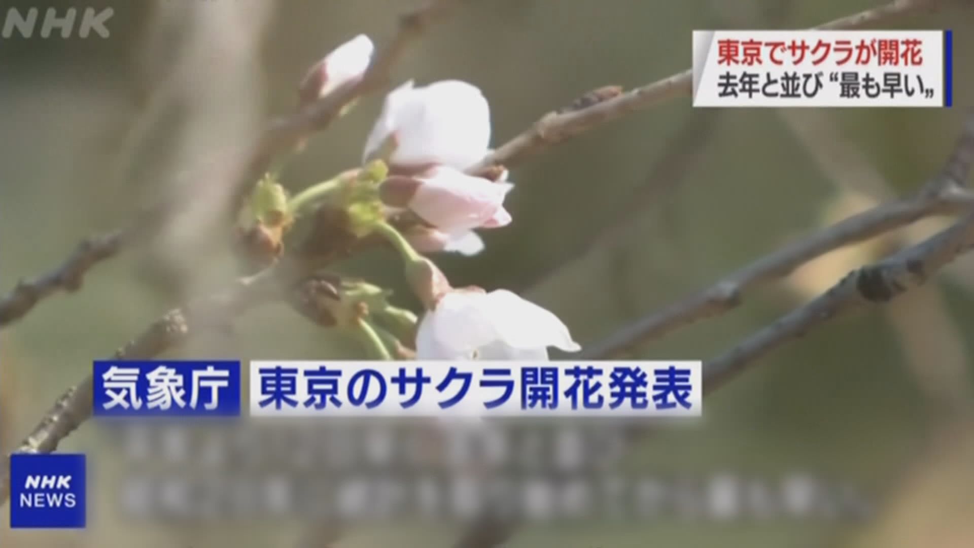 東京櫻花初開　追平最早開花紀錄
