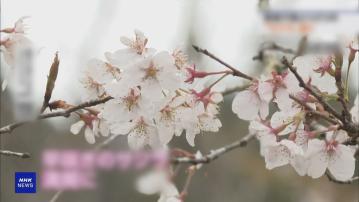 【遊日注意】櫻花開花日較原先預測推遲 料東京櫻花周日開花