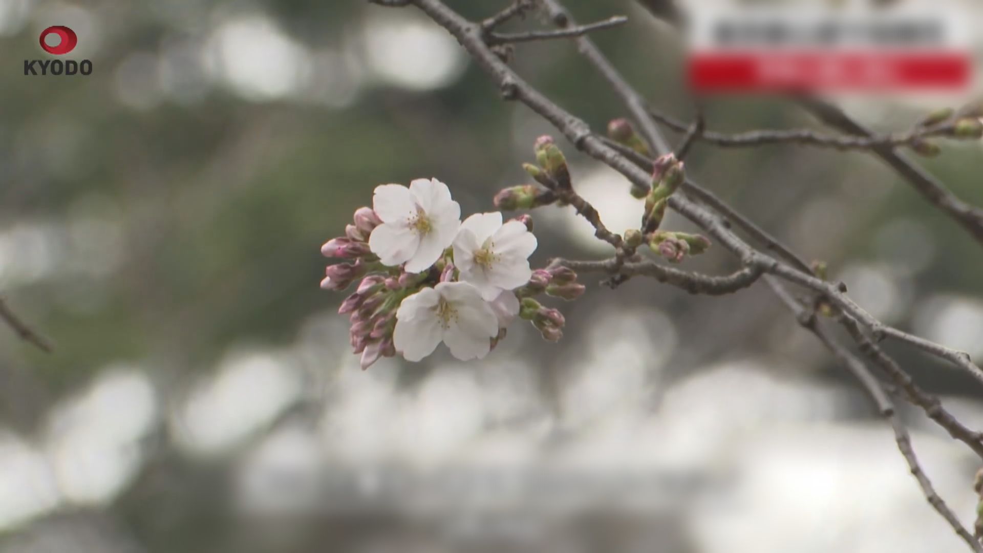 2025日本櫻花│日本氣象廳宣布東京櫻花正式開花　比去年早五天
