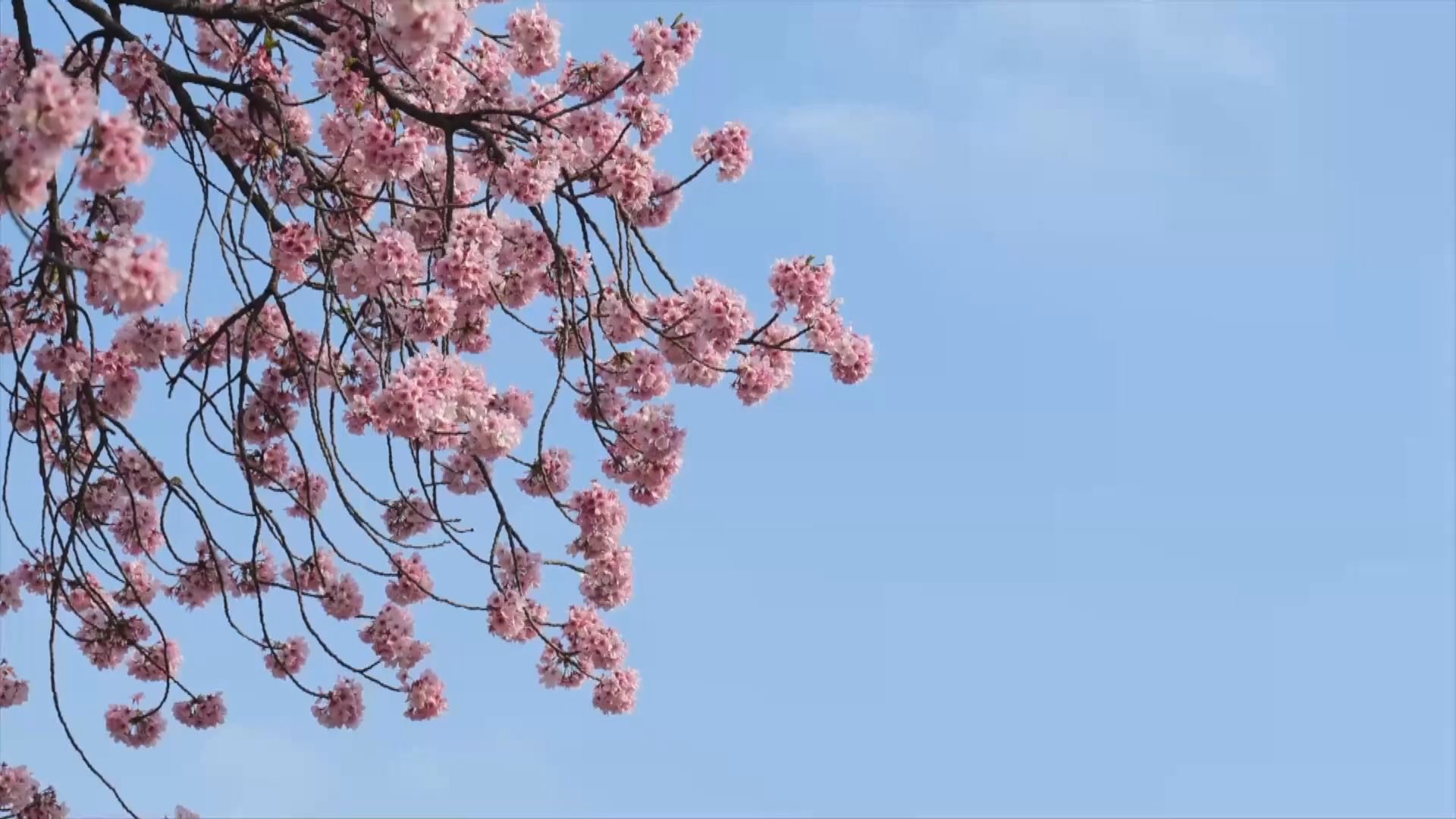 日本櫻花季｜東京櫻花或於3月21日開始綻放