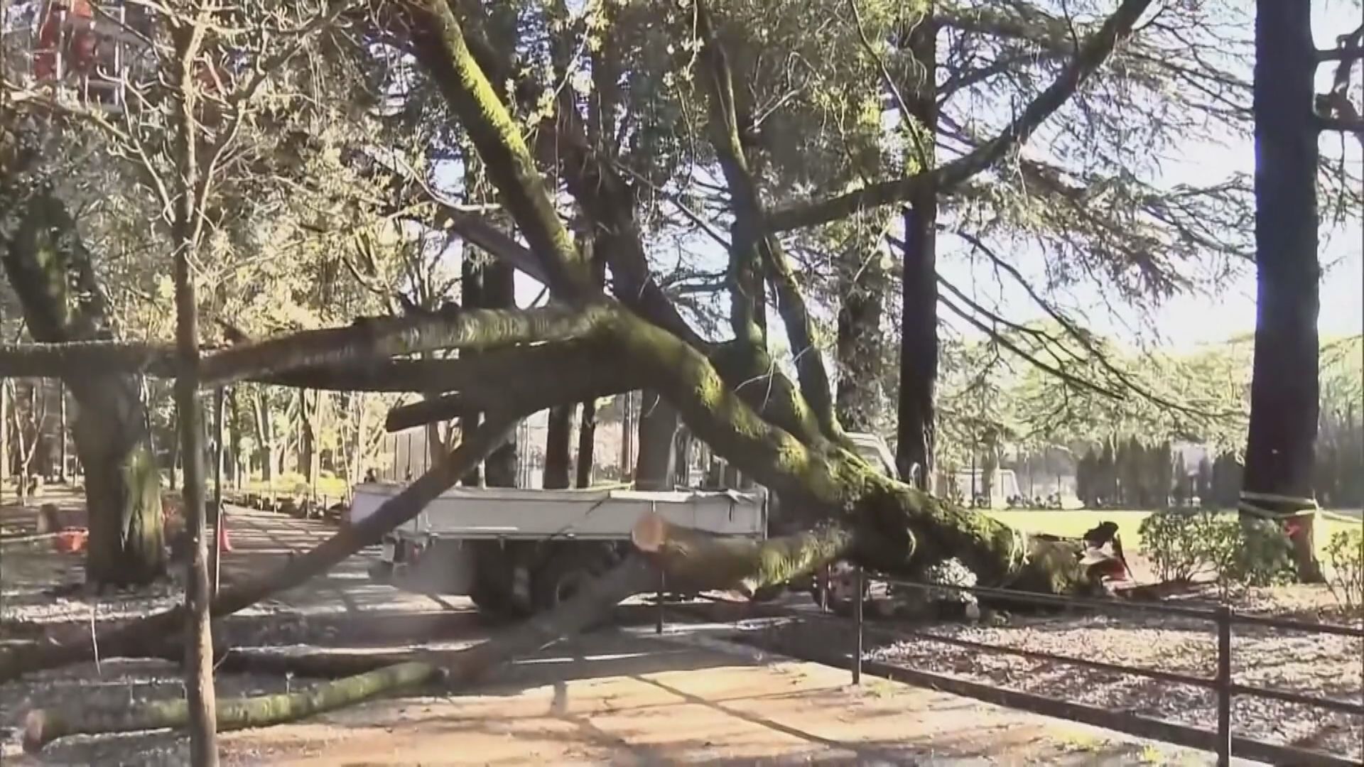 日本東京都一日內有兩棵櫻花樹倒塌引發安全憂慮