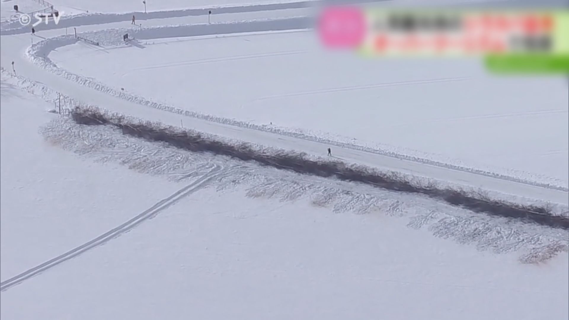 【玉石俱焚】北海道景點「七星之樹」旁白樺樹遭砍光　原因遊客太擾民