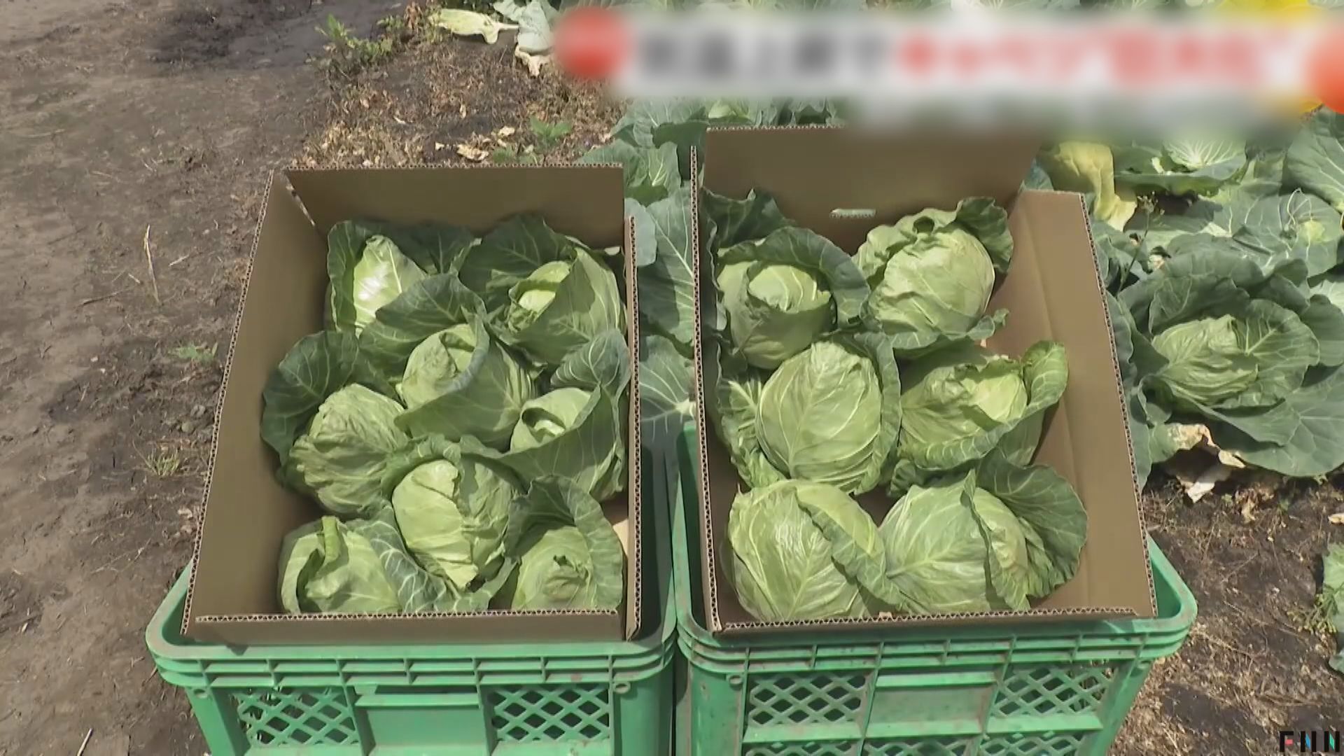 椰菜巨大化｜日本好天氣刺激蔬菜豐收　供應充足售價逆通脹下跌