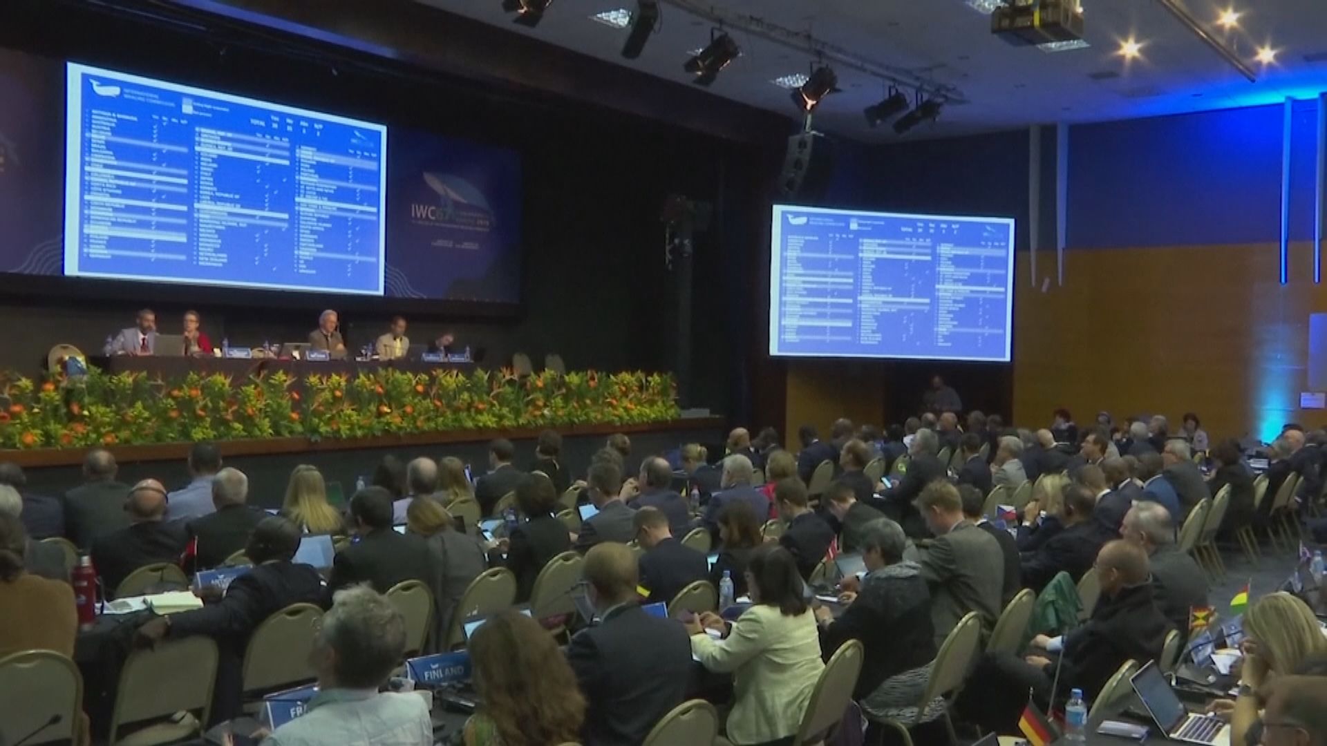 消息指日本擬退出國際捕鯨委員會