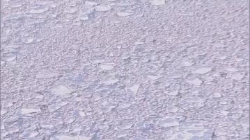 日本北海道被困浮冰殺人鯨相信已脫險