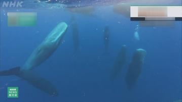 日本鹿兒島海域罕有拍攝到5條年幼抹香鯨直立睡覺