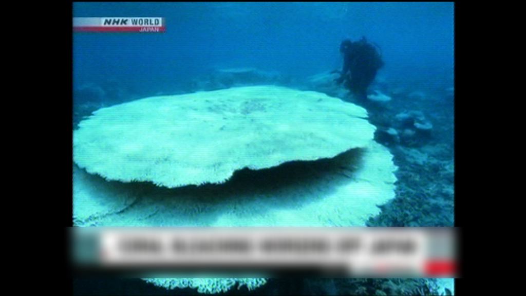持續高溫令沖繩大量珊瑚白化
