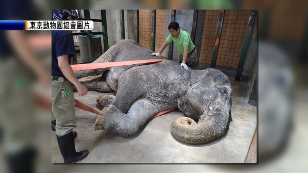 日本最高齡大象「花子」離世終年69歲