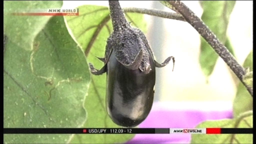 日本「魚菜共生」有機農法實行低碳生產