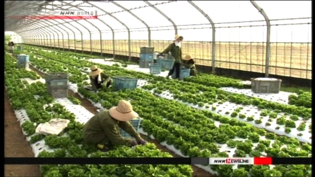 僅1%日本農夫獲認證供應奧運食材