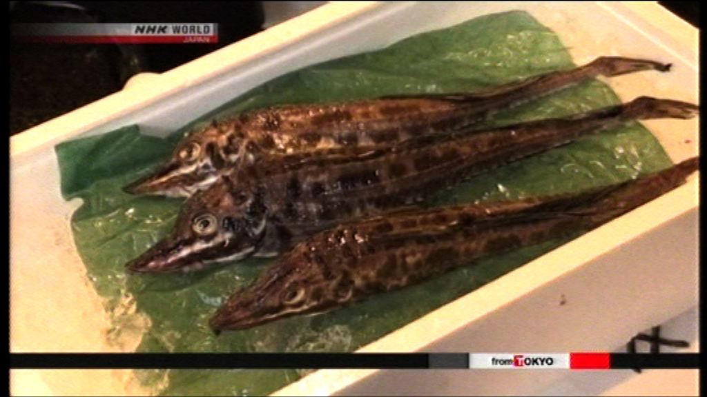 日本有餐廳用非主流魚類做壽司