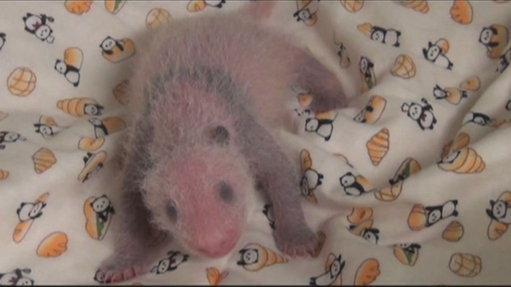 日本上野動物園新生大熊貓屬雌性