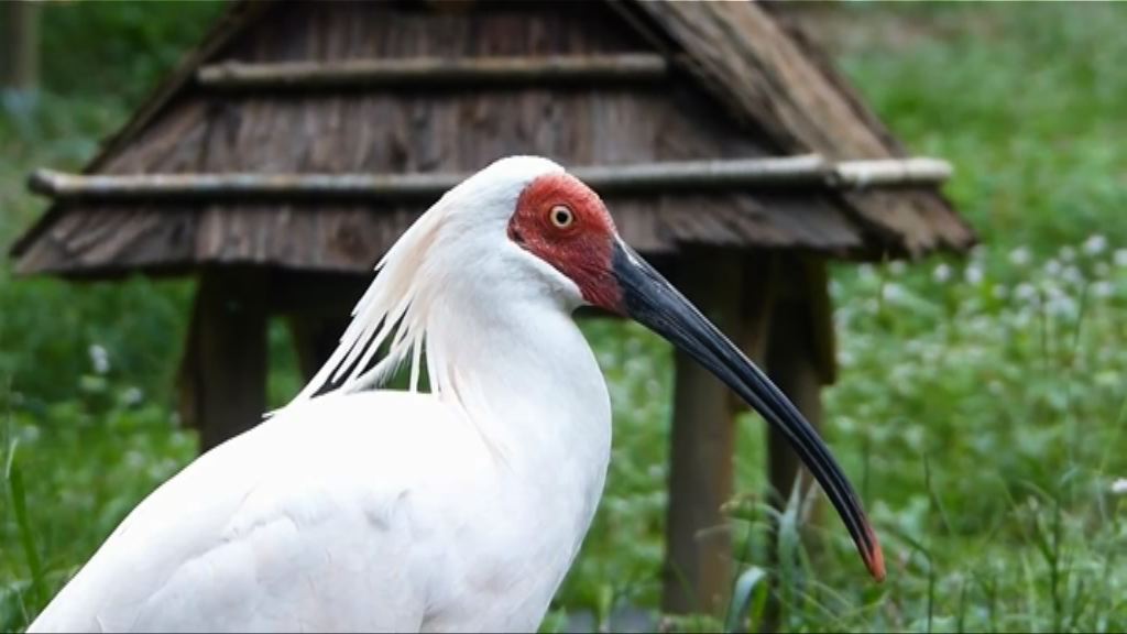 日本視朱䴉為吉祥神聖之物