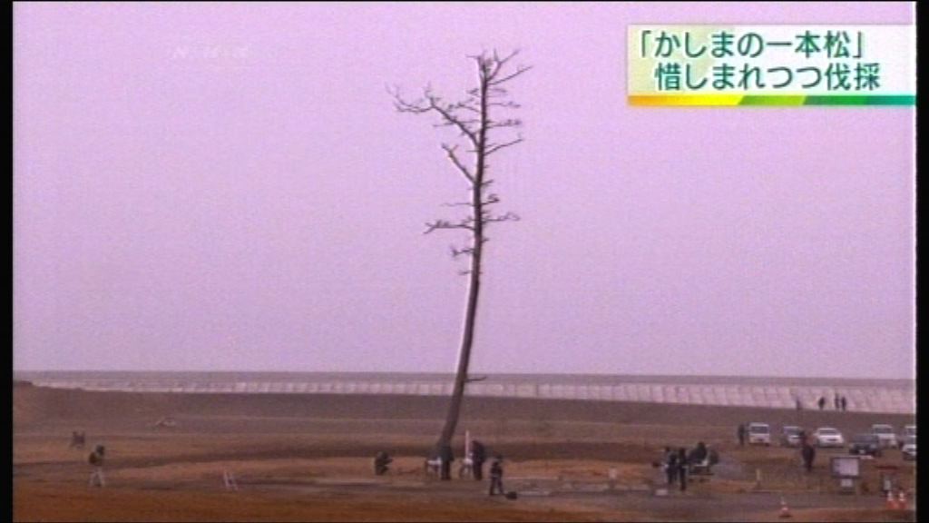 日本福島縣奇迹之松因枯萎被砍伐