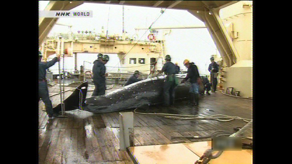 日本捕鯨船南極捕獵逾三百條鯨魚