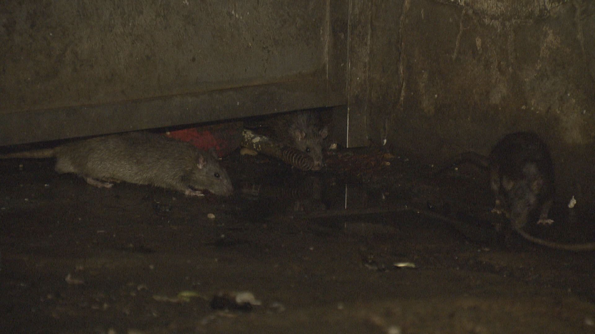 食環署今年頭十個月捕獲老鼠增四成四