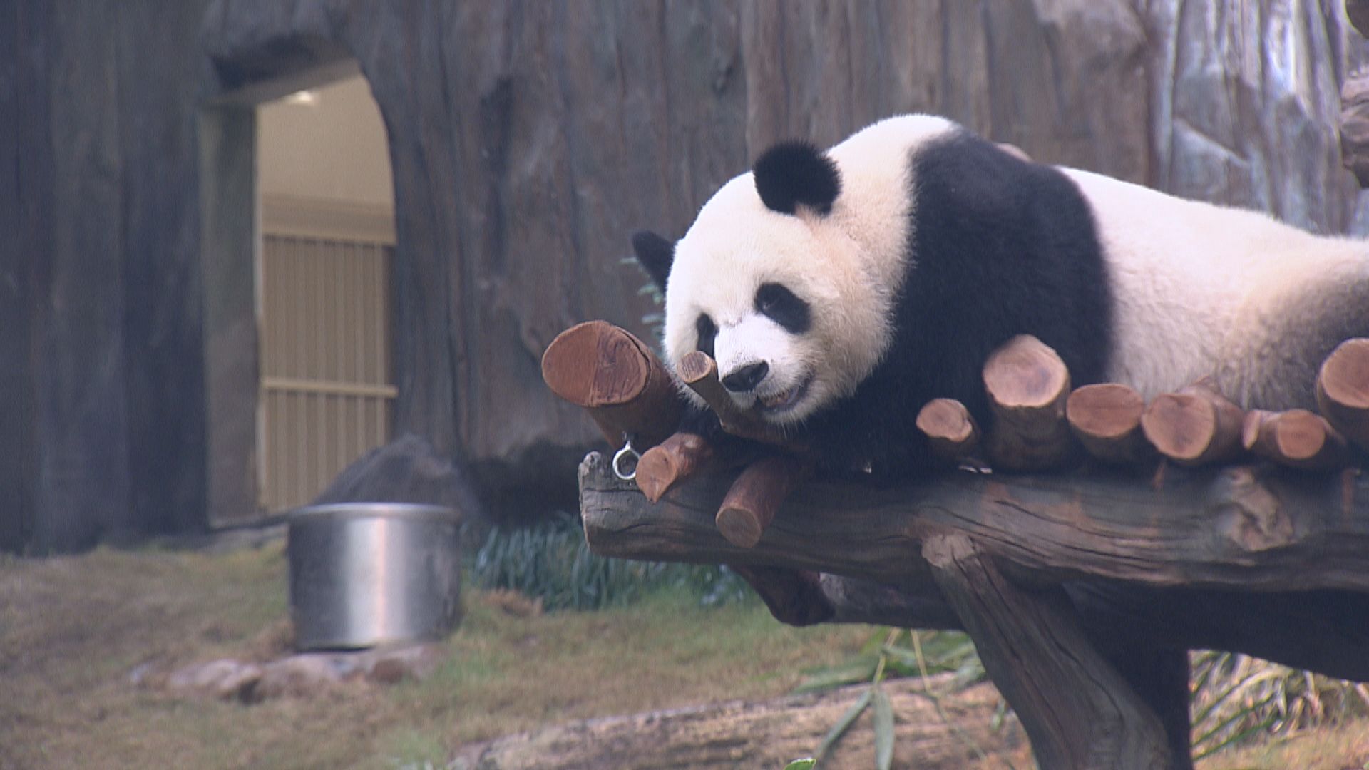 海洋公園入場人次按年增19%　大熊貓主題商品突破500款