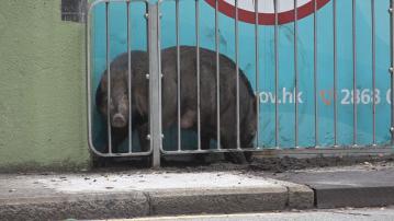 漁護署兩年半人道處理超過910頭野豬