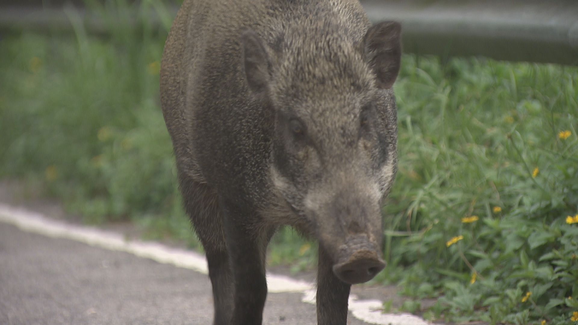 謝展寰：去年野豬降至約900隻　滋擾問題逐步改善 