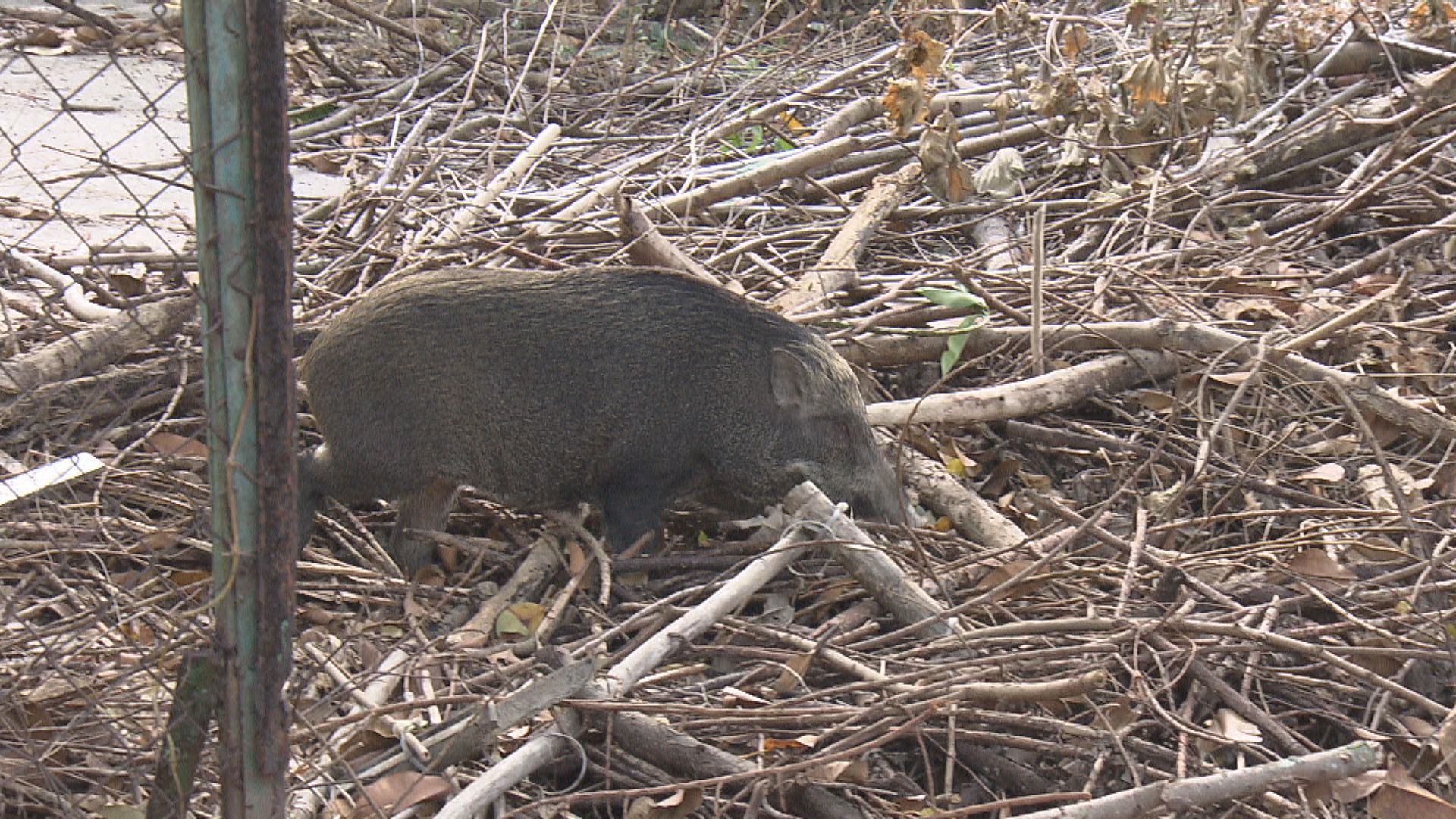 漁護署24/25年度人道毀滅至少630隻野豬　按年增兩成