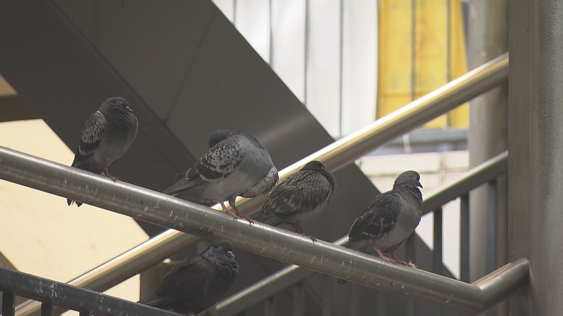 立法會首二讀禁餵野鴿修例草案