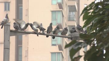 立法會三讀通過有關禁餵野鴿的法案