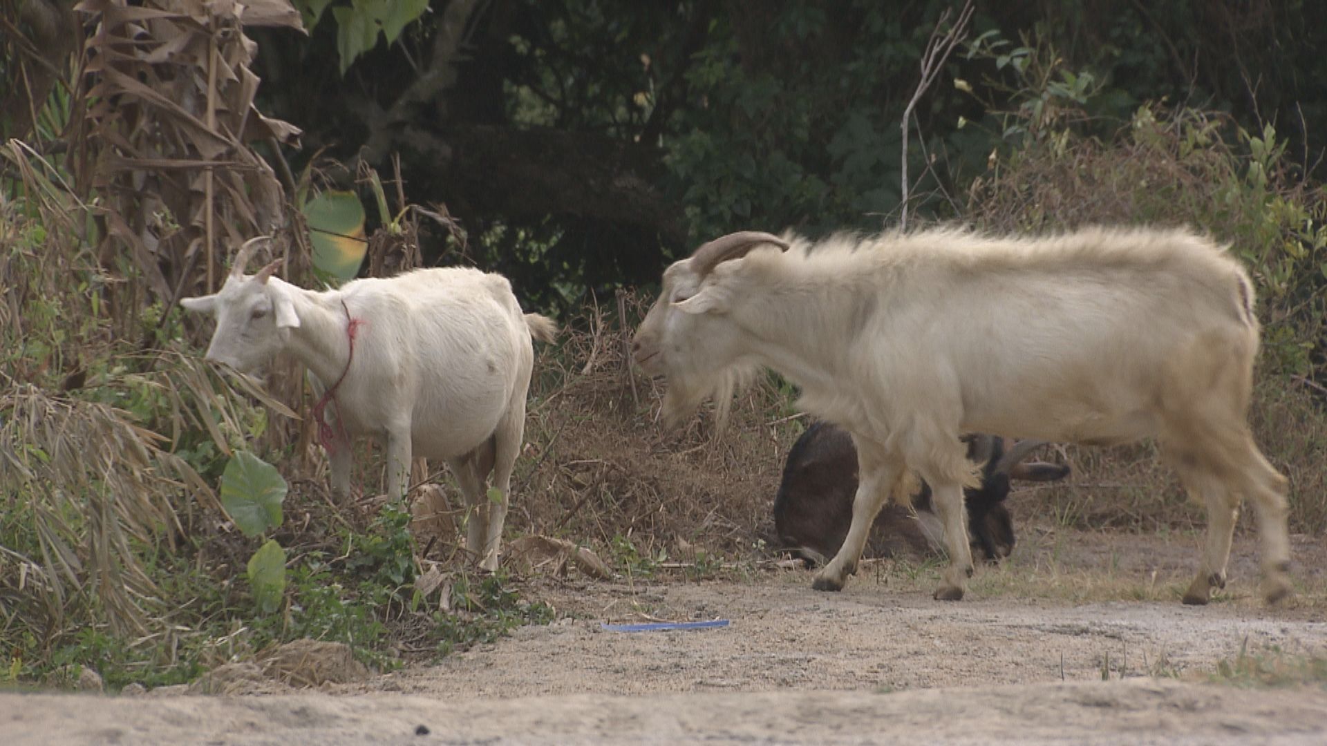 漁護署擬修例規管新界飼養牛羊　小規模休閒飼養可申豁免　議員關注會否用作屠宰食用