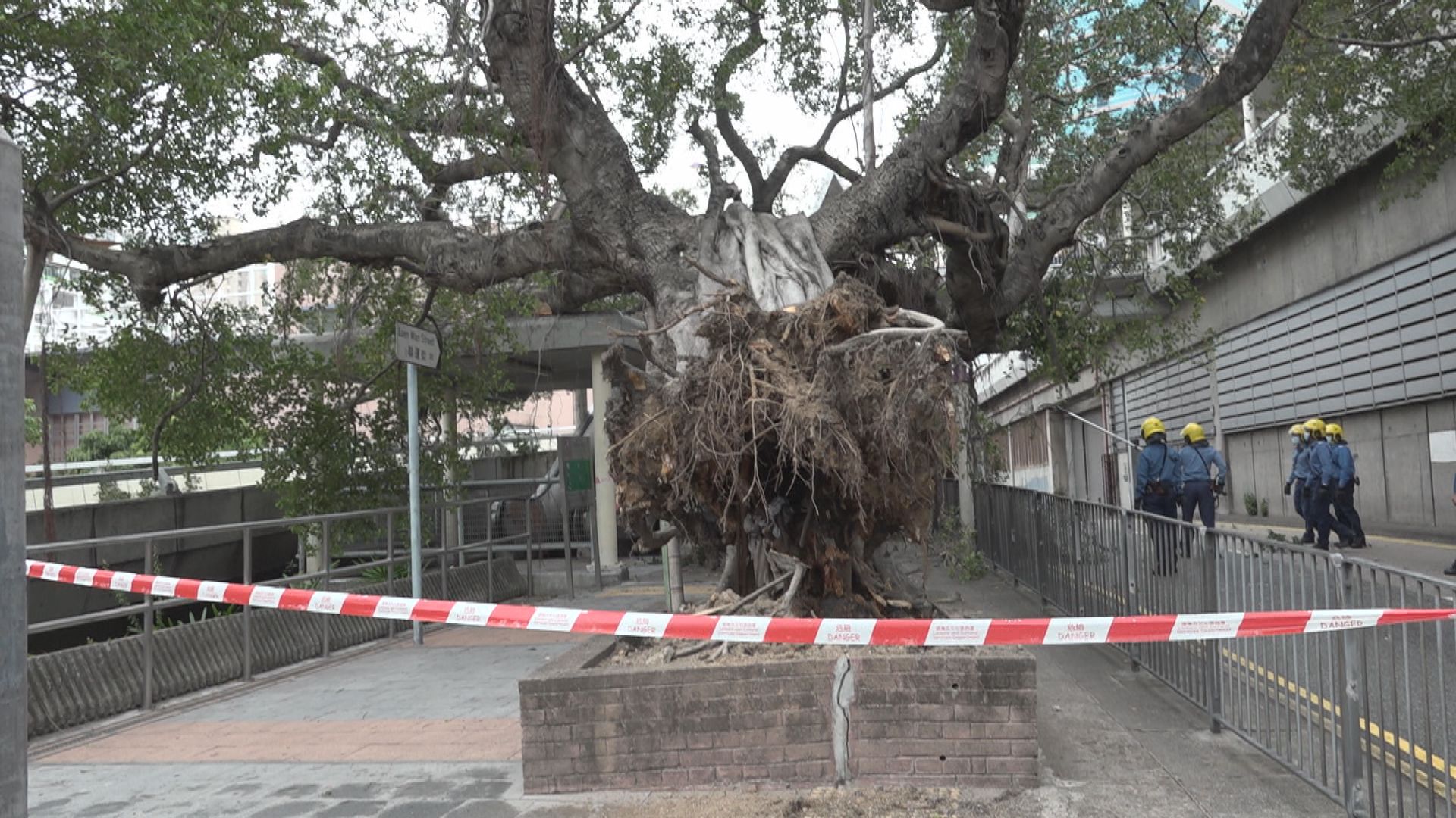 發展局：現階段未有計劃訂立樹木法