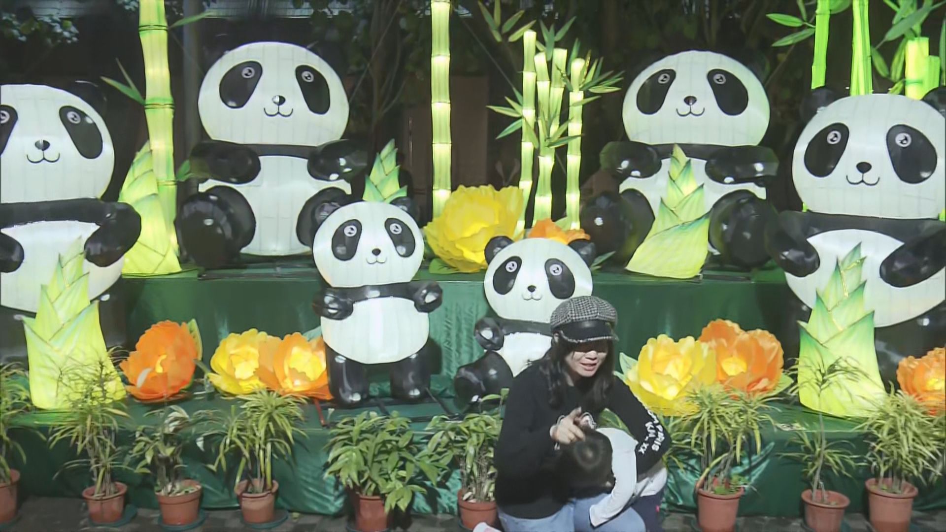 文化中心綵燈會吸引不少人入場　內地客特地來看熊貓綵燈