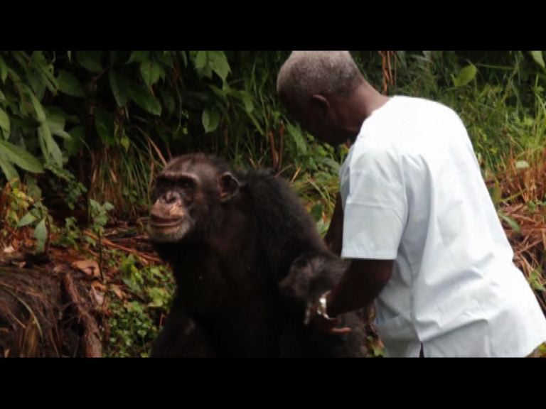 被美國血庫遺棄黑猩猩境況堪虞