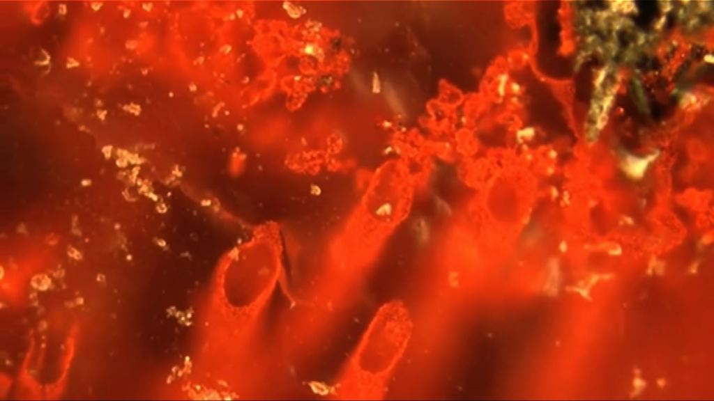 科學家於加拿大發現最古老微生物化石