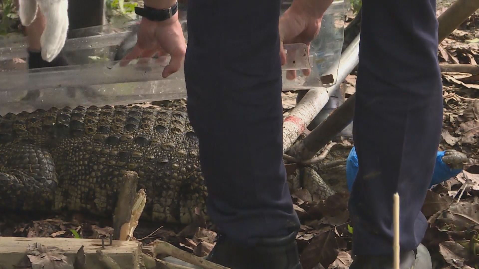 【八鄉鱷魚出沒】警方及漁護署合力生擒