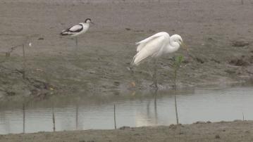 環保署︰新田落馬洲環評科學專業 觀鳥會︰沒考慮鳥類生活環境