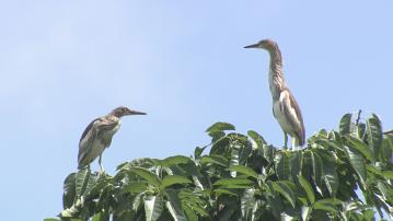 環保署︰新田落馬洲環評科學專業 觀鳥會︰沒考慮鳥類生活環境