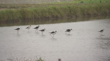 環保署︰新田落馬洲環評科學專業 觀鳥會︰沒考慮鳥類生活環境