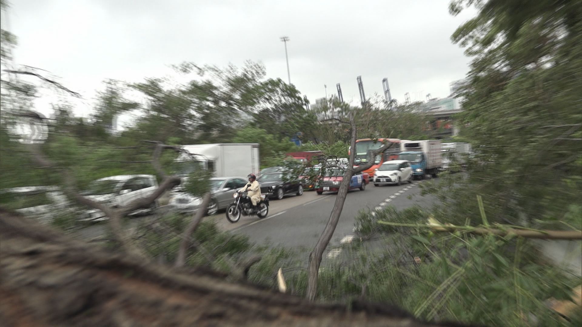 政府指會優先處理路上障礙物及維修交通燈